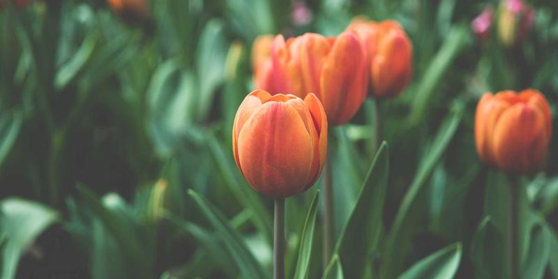 抢占先机:VIP SEO如何用预测分析与趋势洞察,提前布局搜索流量新蓝海